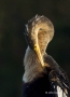 Anhinga;Anhinga-anhinga;portrait;one-animal;close-up;color-image;photography;day